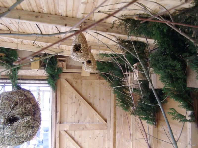 Plants for my aviary.. UK Pet Forums Forum